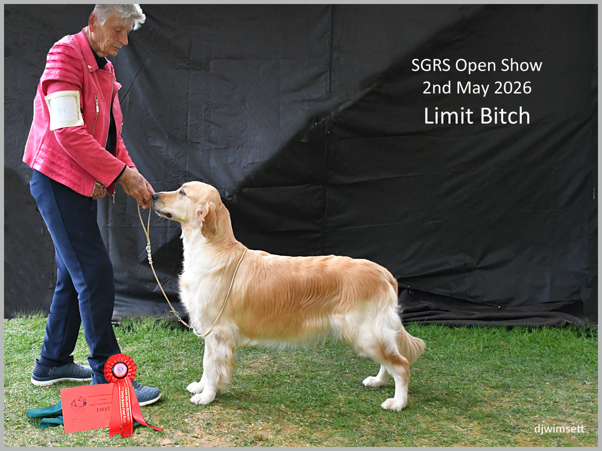 The image shows a dog, likely a Labrador Retriever, standing on a green grassy surface, wearing a red ribbon and holding a red and white ribbon, and is being attended by a person dressed in a red shirt. AI-generated content may be incorrect.