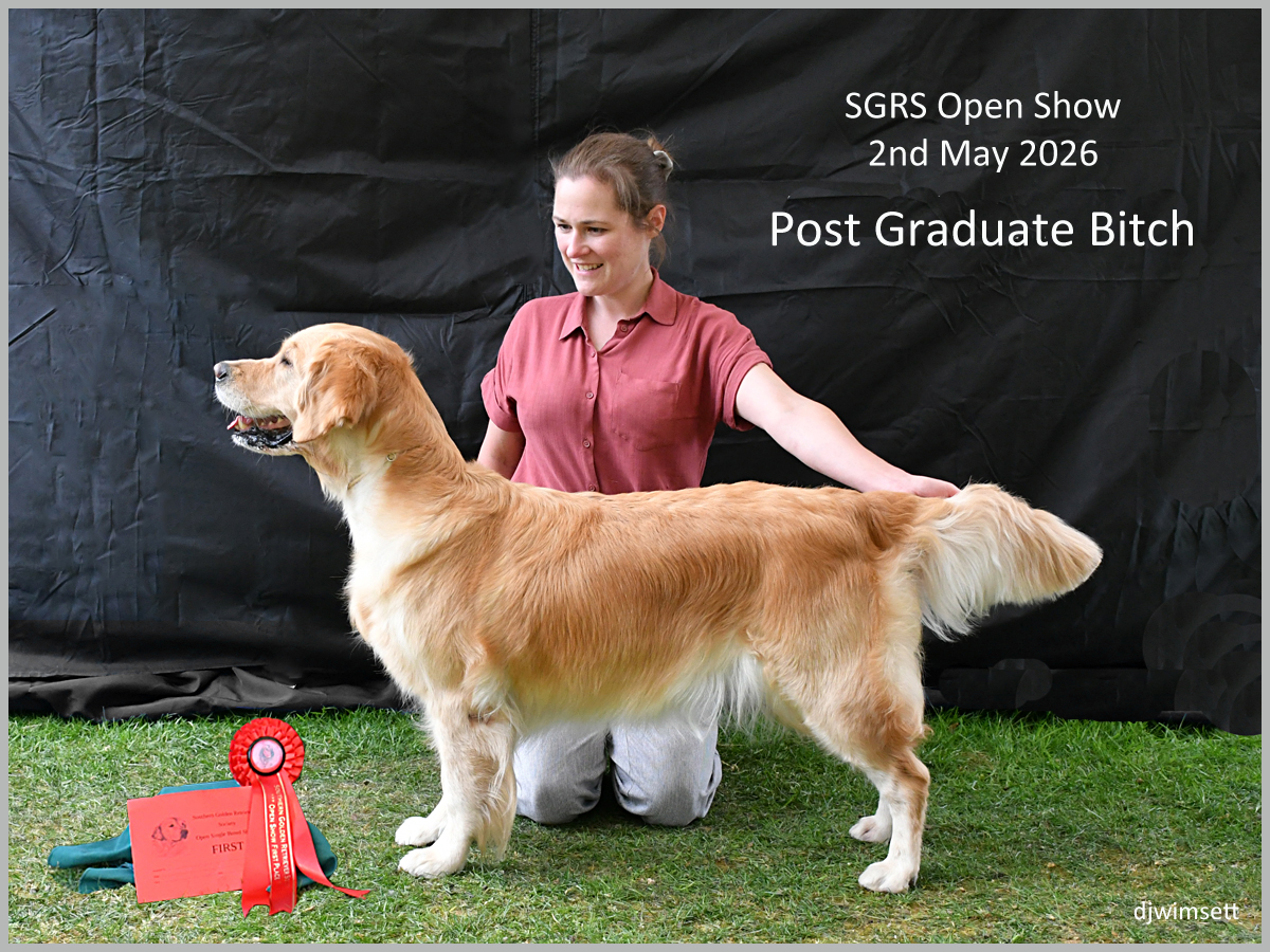 The image shows a dog, presumably a Golden Retriever, standing on a podium with a gold ribbon and a certificate, indicating it has won a prestigious dog show, specifically the SGRS Open Show, on May 2nd, 2026. AI-generated content may be incorrect.