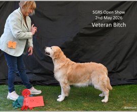 The image shows a golden retriever dog in a show environment, holding a ribbon, presumably being awarded a first place in a dog show. AI-generated content may be incorrect.