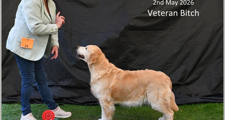 The image shows a golden retriever dog in a show environment, holding a ribbon, presumably being awarded a first place in a dog show. AI-generated content may be incorrect.