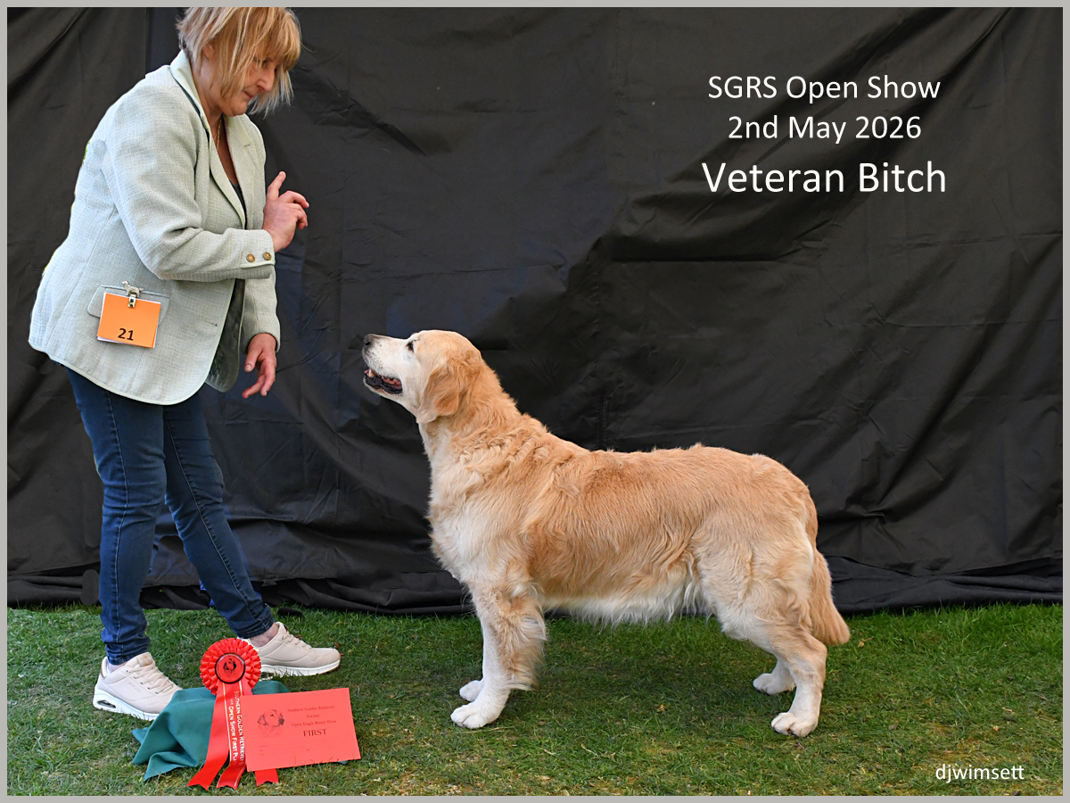 The image shows a golden retriever dog in a show environment, holding a ribbon, presumably being awarded a first place in a dog show. AI-generated content may be incorrect.