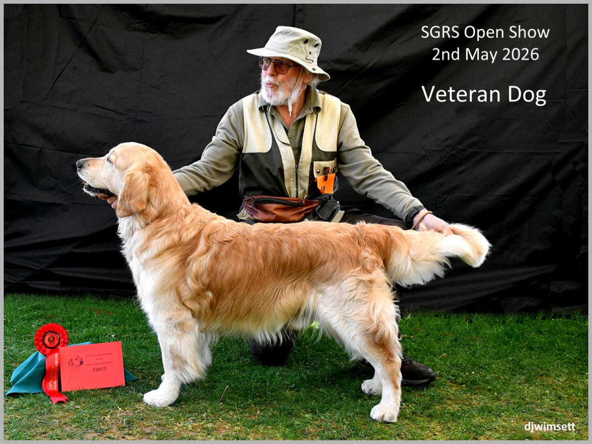 The image shows a golden retriever dog in a show setting, wearing a vest and hat, standing on a grassy platform, and holding a gold ribbon, indicating it has won first place in the SGRS Open Show for Veteran Dogs. AI-generated content may be incorrect.