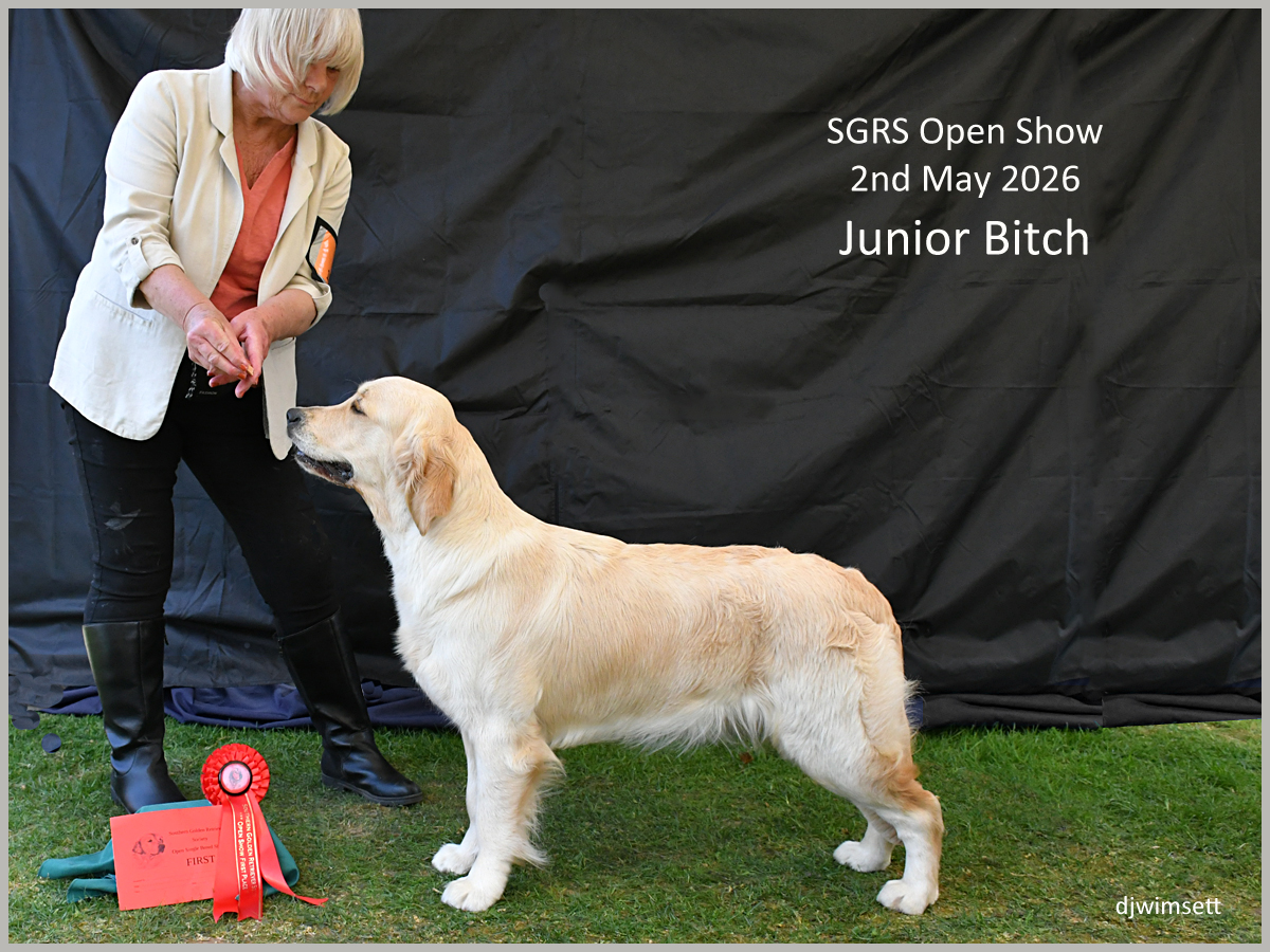 The image shows a golden retriever dog, likely a female, standing on a grassy surface, dressed in a red ribbon, and being petted by a woman in a white shirt. AI-generated content may be incorrect.