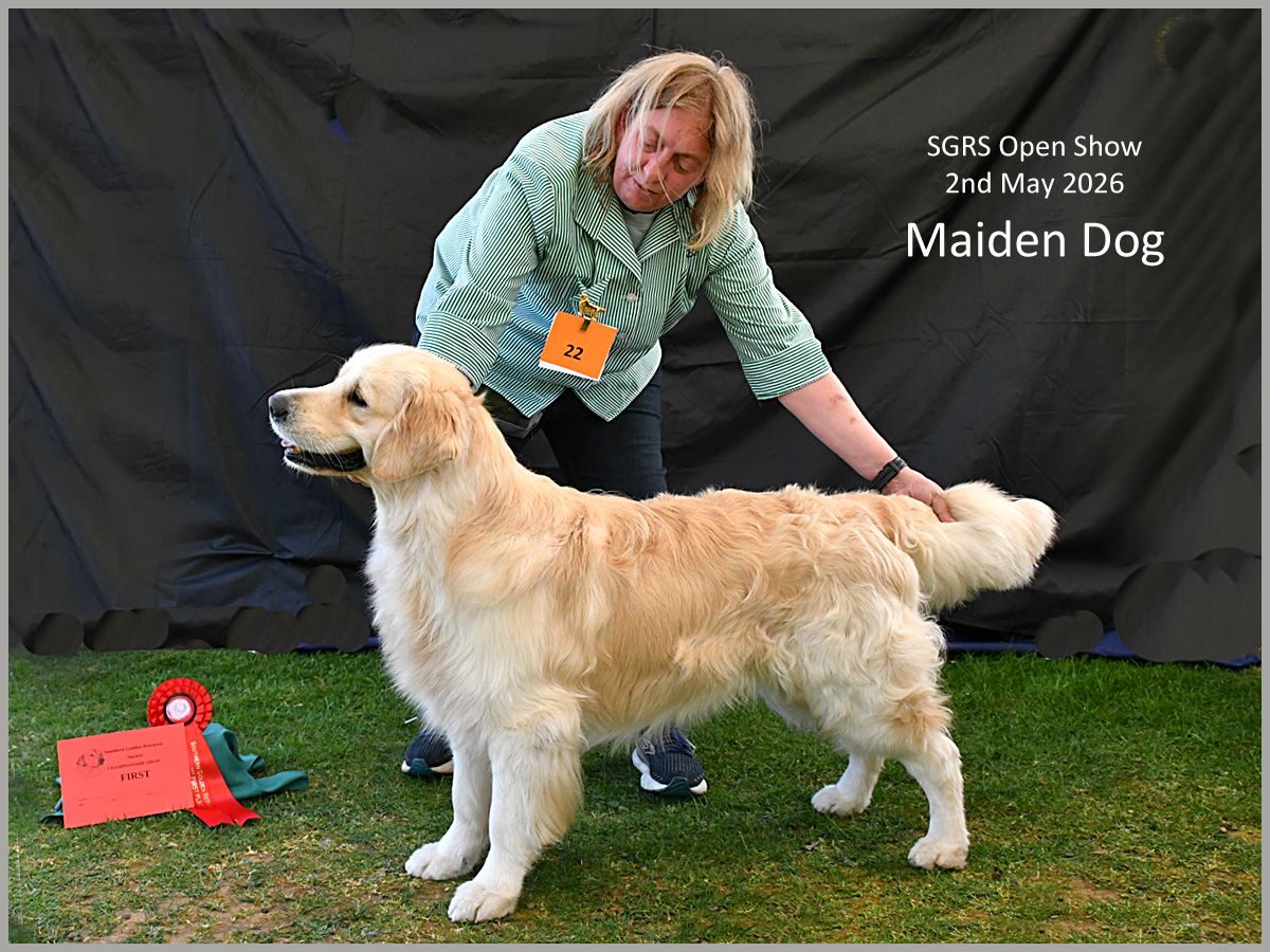 The image shows a golden retriever dog, likely at a dog show, with a red ribbon indicating a first place finish. AI-generated content may be incorrect.