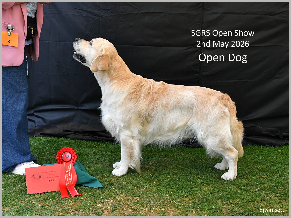 The image shows a golden retriever dog standing on a grassy field, wearing a red ribbon around its neck, and holding a certificate indicating its participation in the SGRS Open Show. AI-generated content may be incorrect.