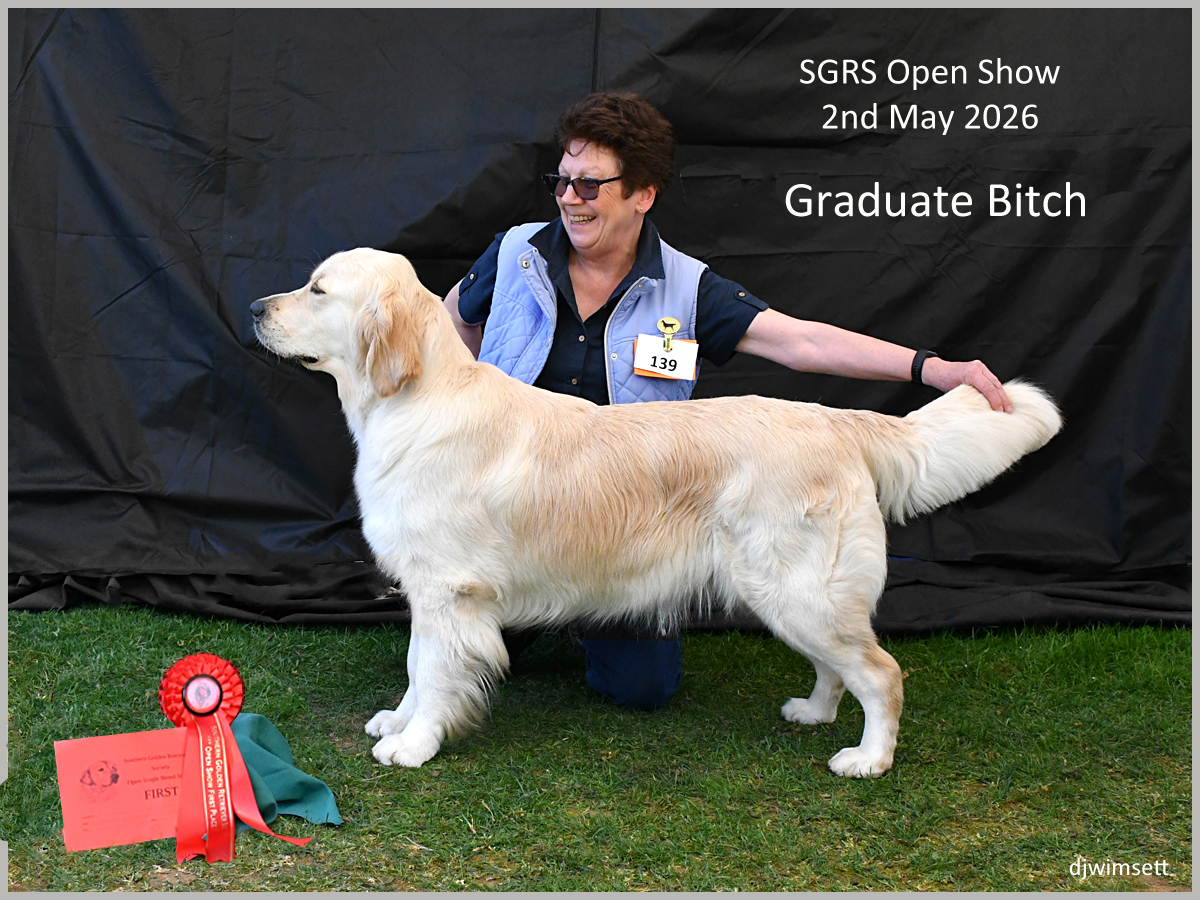 The image shows a golden retriever dog standing on a grassy stage, wearing a red ribbon, and holding a certificate. AI-generated content may be incorrect.
