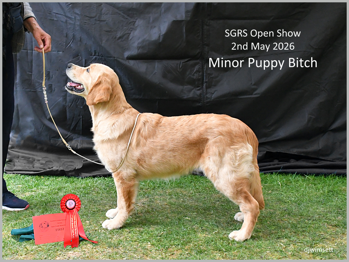 The image shows a golden retriever puppy, likely a show dog, standing on grass, holding a leash, and wearing a red ribbon indicating a first-place ribbon in a competition. AI-generated content may be incorrect.