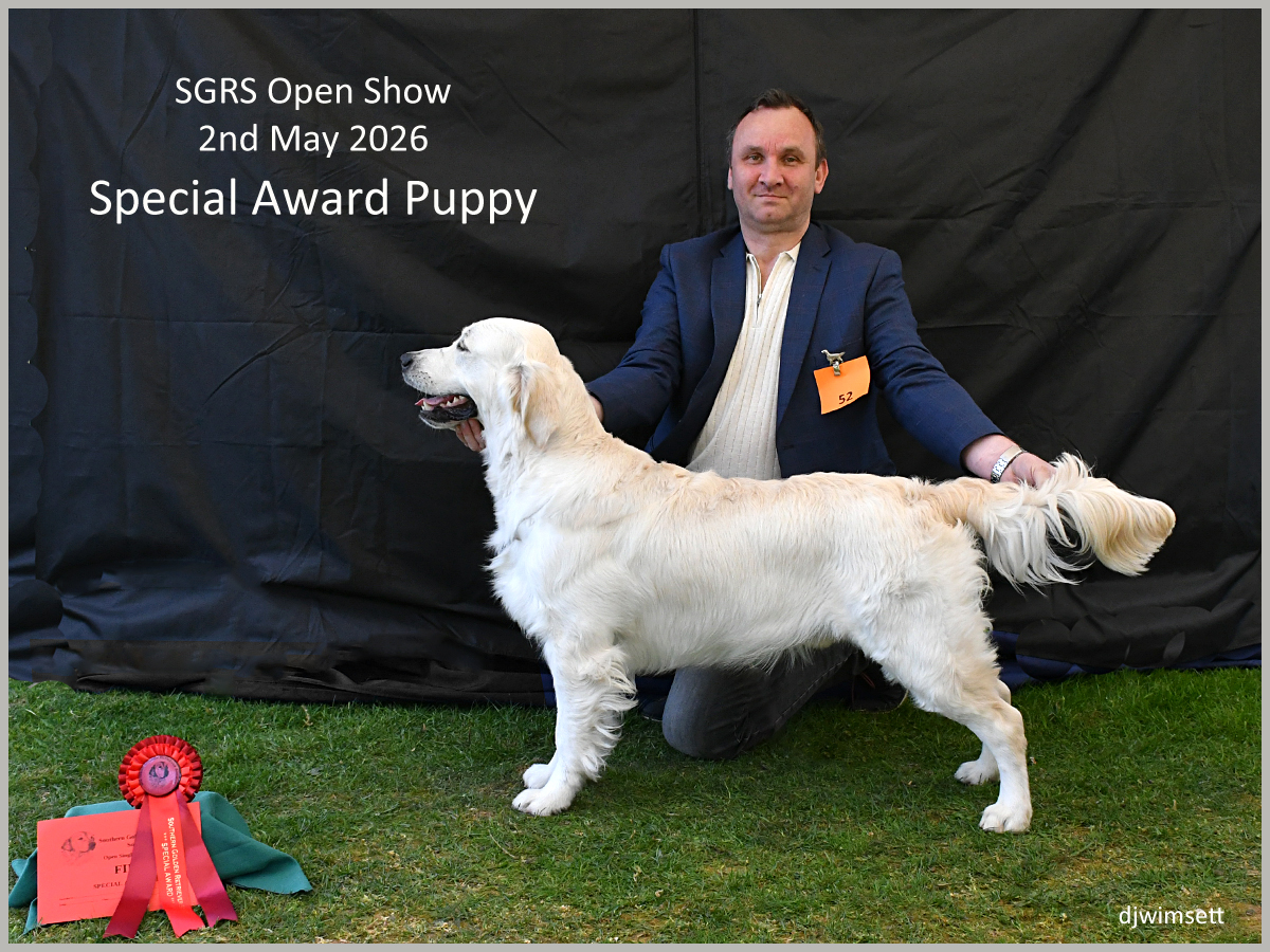 The image shows a golden retriever puppy, possibly named GOUTHERN GOLDEN RETREYU, being awarded a special prize at the SGRS Open Show on May 2nd, 2026. AI-generated content may be incorrect.