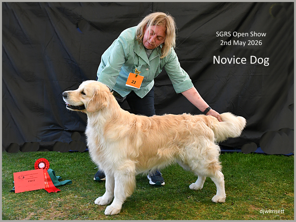 The image shows a handler dressed in a light-colored shirt and a red vest, holding a long, golden-colored dog on a grassy stage, with a red ribbon indicating a prize. AI-generated content may be incorrect.