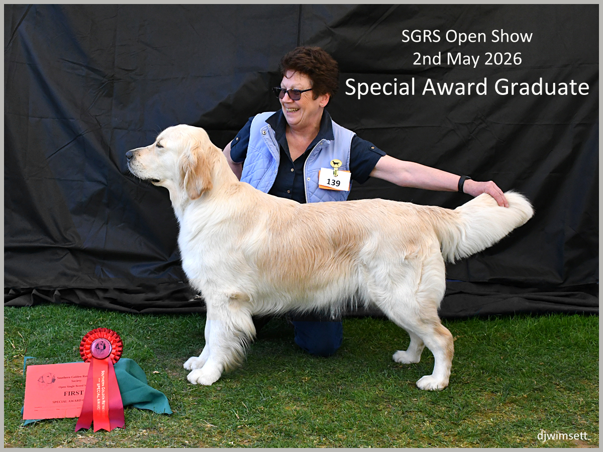 The image shows a large, golden retriever dog standing on a grassy stage, holding a ribbon in its mouth, and wearing a red and white collar, presumably at a dog show. AI-generated content may be incorrect.