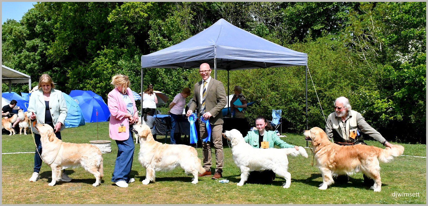 The image shows a person dressed in a suit and tie standing under a blue tent, with a group of people gathered around, and a dog show featuring various golden retrievers. AI-generated content may be incorrect.