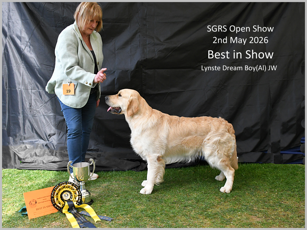The image shows a person holding a Golden Retriever, presumably a show dog, in a grassy setting, with a ribbon and a certificate indicating a winning title. AI-generated content may be incorrect.