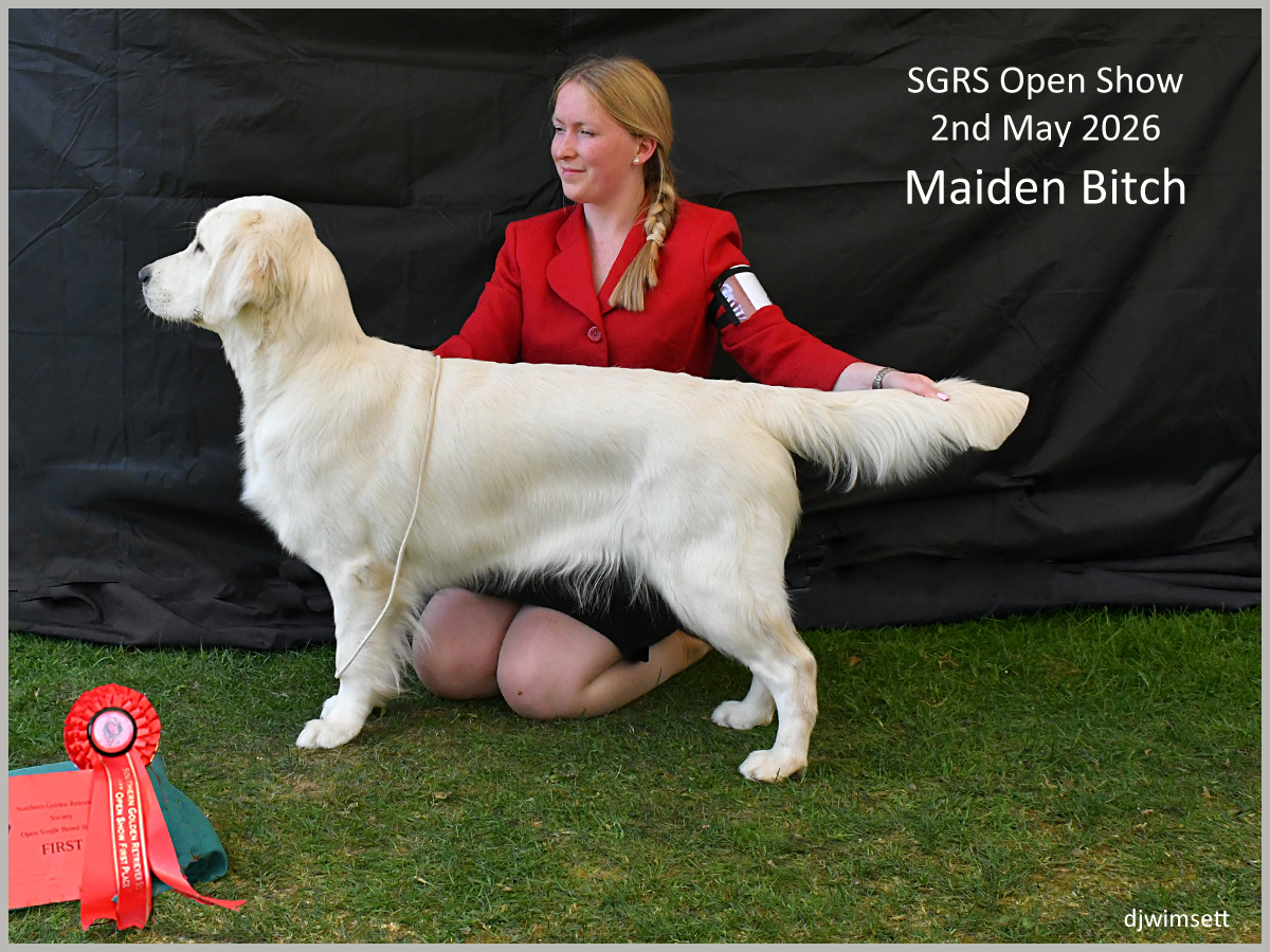 The image shows a person standing next to a shiny, white dog wearing a red jacket, holding a gold ribbon, with a sign indicating a competition event. AI-generated content may be incorrect.