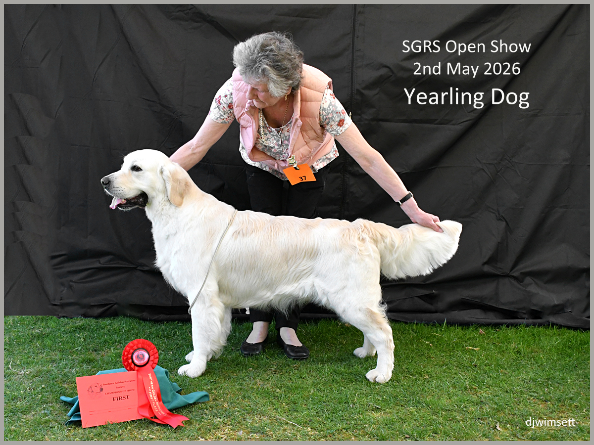 The image shows a person standing on a stage, holding a golden retriever dog, and receiving a gold ribbon. AI-generated content may be incorrect.