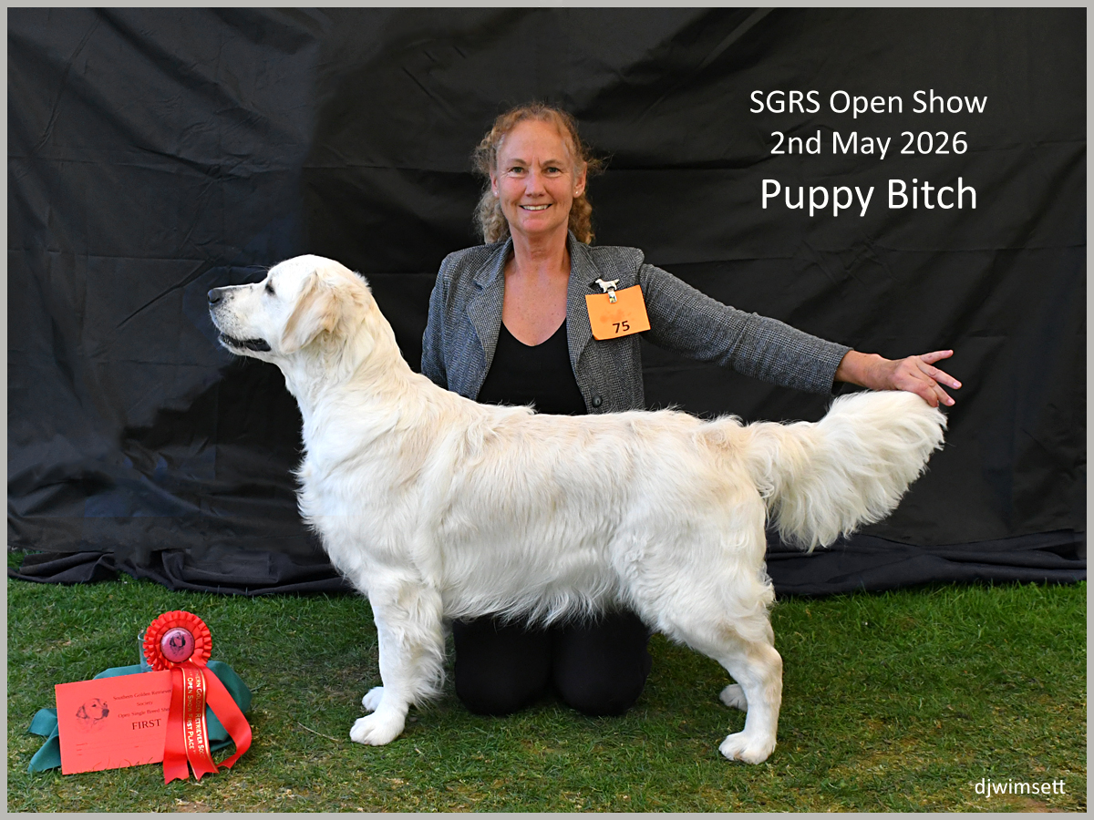 The image shows a white dog, presumably a Retriever, standing on a green grassy area with a red ribbon and a certificate indicating it won first place in the SGRS Open Show on May 2nd, 2026. AI-generated content may be incorrect.