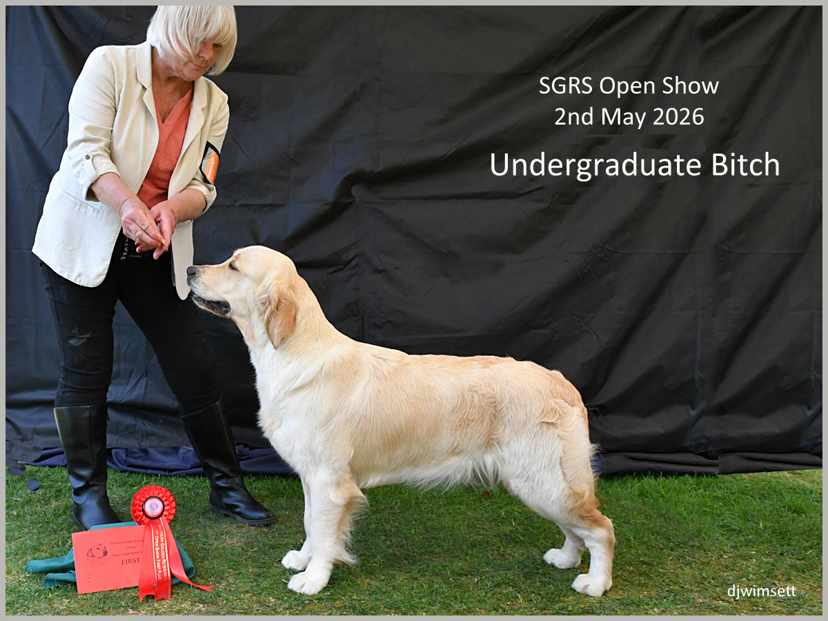 The image shows a woman holding a golden retriever dog at an event, likely a dog show, with a red ribbon indicating a prize or special recognition. AI-generated content may be incorrect.