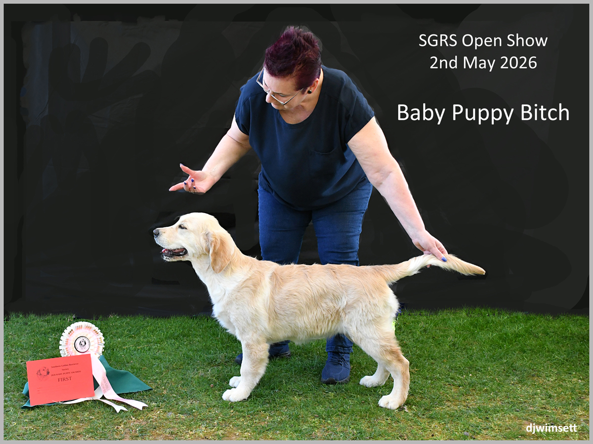 The image shows a woman holding a golden retriever puppy, standing on a green grassy area, with a red certificate and an award ribbon nearby. AI-generated content may be incorrect.